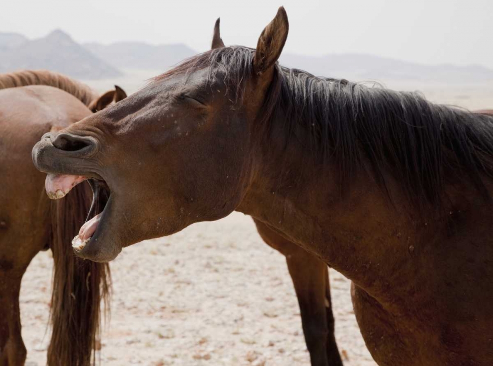 Wild horse yawning, Namib Desert, Namibia art print by Wendy Kaveney for $57.95 CAD